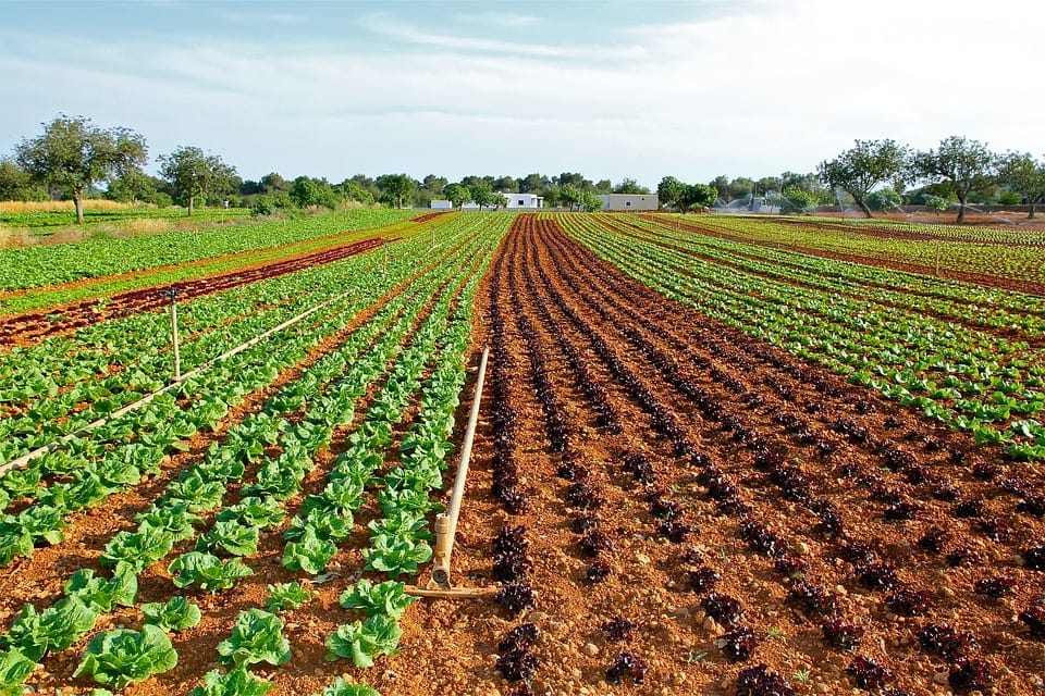 Regenerative Farming Chains